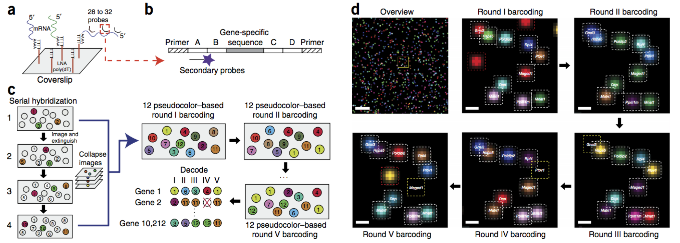 Profiling the transciptome with RNA SPOTs 