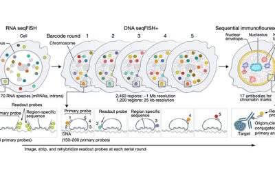 New paper in Nature “Integrated spatial genomics reveals global architecture of single nuclei””
