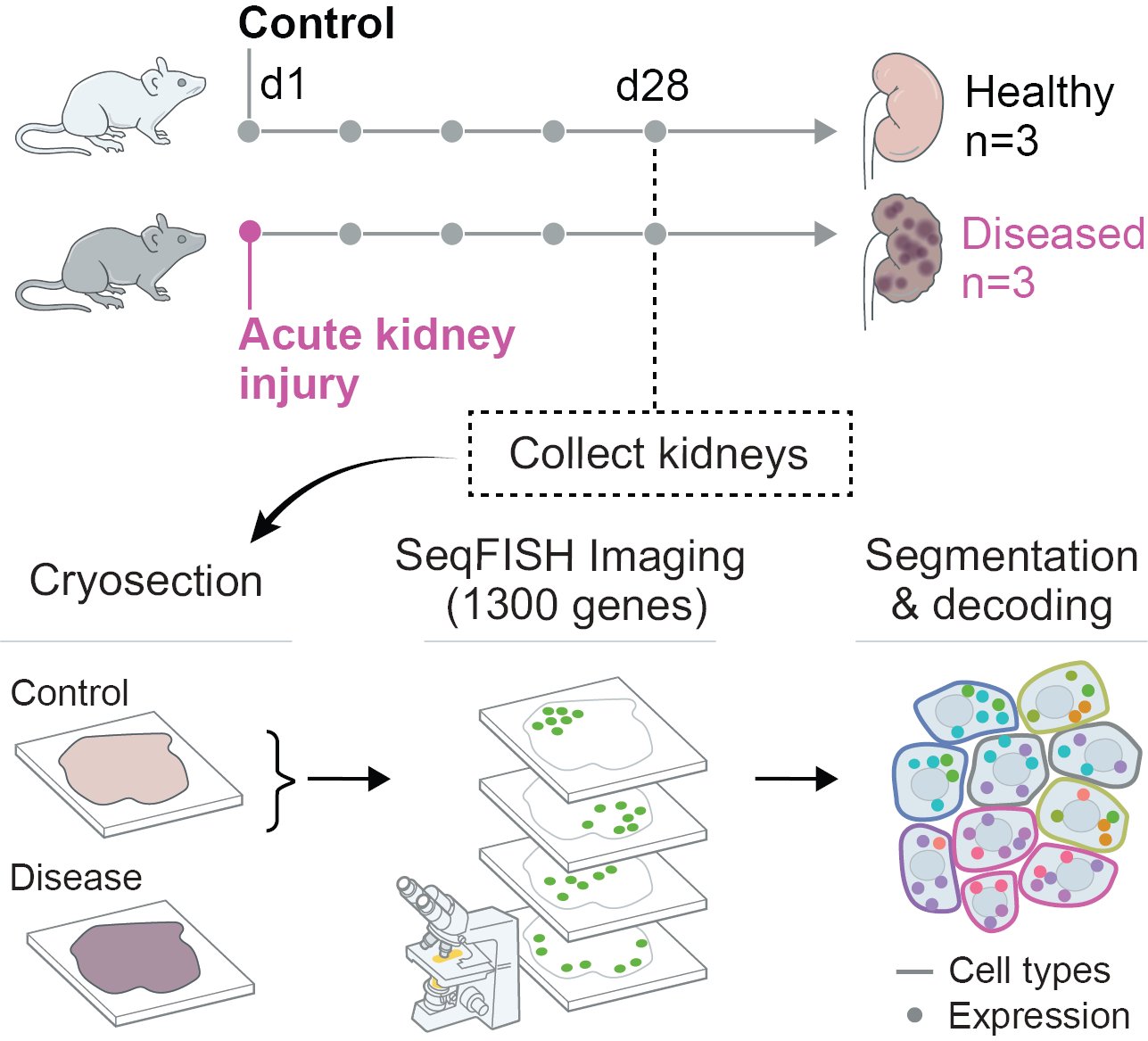 Spatial transcriptomics defines injury-specific microenvironments in the adult mouse kidney and novel cellular interactions in regeneration and disease