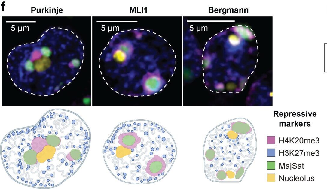 High-resolution spatial multi-omics reveals cell-type specific nuclear compartments