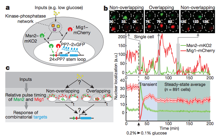 Combinatorial gene regulation by modulation of relative pulse timing