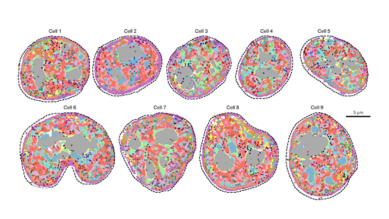 Preprint: Global architecture of the nucleus in single cells by DNA seqFISH+ and multiplexed immunofluorescence