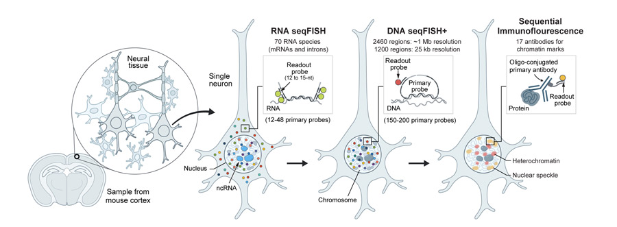 Single-cell nuclear architecture across cell types in the mouse brain